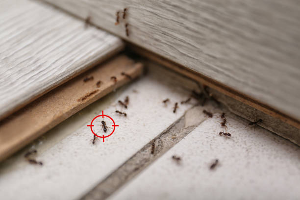 Best Wasp Removal Services  in Titusville, FL
