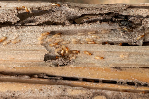 Bird Control in Titusville, FL